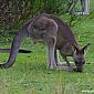 La queue du kangourou lui sert de trépied au repos, et de balancier quand il saute.