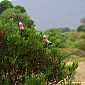 Galahs