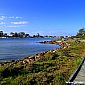 Nous sommes allés sur la Raymond Island pour y voir des Koalas