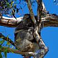 Arboricoles, les koalas passent la majeure partie de leur vie dans les eucalyptus