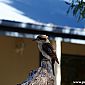 Voici un Martin-chasseur géant, le Laughing Kookaburra. Son chant ressemble à un rire rauque!