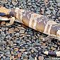 Nous rencontrons aussi des sauriens: ici le lézard à langue bleue (Tiliqua scincoides)