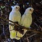 Voici un couple de Cacatoès corella. Leur cri est grinçant et souvent répété. Lorsqu'ils sont en bande, leur voix prend un ton grognon et plaintif, un peu comme celui des groupes d'oies.