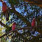 Galahs