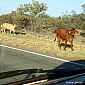 Les vaches sont en liberté ici...