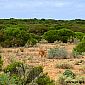 Nous avons aussi rencontré un dingo en bordure de route !!!