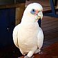Comme ici le Cacatoès Corella