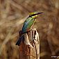 Guêpier arc-en-ciel (Merops Ornatus)