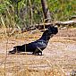 Cacatoès banksien (Calyptorhynchus Banksii)