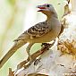 Great Bowerbird (Ptilonorhynchus Nuchalis)