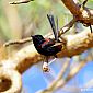 Mérion à dos rouge (Malurus Melanocephalus) (1)