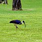 Ibis d'Australie (Threskiornis Spinicollis)