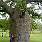 Beaucoup de baobabs dans le coin, plutôt impressionnant !