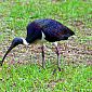 Ibis d'Australie avec un scolopendre dans le bec