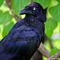 Corbeau de Torres (Corvus Orru)