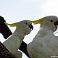 Cacatoès à huppe jaune (Cacatua Galerita)