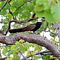 Coucal faisan (Centropus phasianinus)