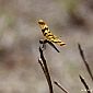 Libellule dorée et marron, Célithème géante (Celethemis eponina) 