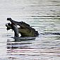Nous avons eu la chance de voir un croco pêcher !