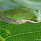 Grenouille