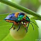 Ce petit scarabée est impressionnant par ses couleurs, magnifique !!!