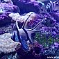 Aquarium Sydney