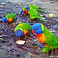 Groupe de loriquets au pied du van