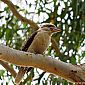 Kookaburra