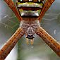 Jolie araignée de jardin (Argiope)