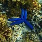 Baie Maa - étoile de mer bleue