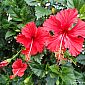 Fleur d'hibiscus rouge