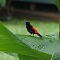 Tangara à croupion rouge  (Ramphocelus passerinii) est un très bel oiseau qui est très commun au Costa Rica et dans le sud du Nicaragua.